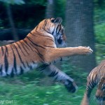 Bronx Zoo