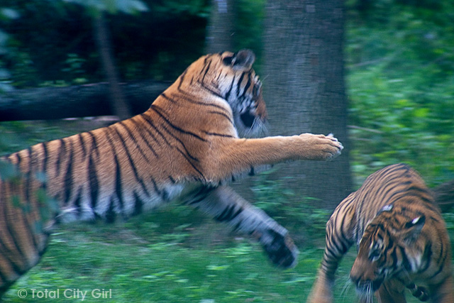 Photography Camp – Field Trip To The Bronx Zoo