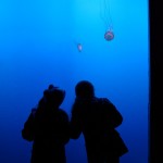 NYAquarium-11 NY Aquarum